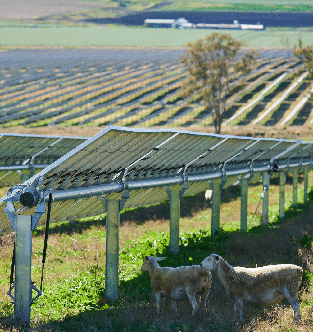 img-sheep-504x536@2x