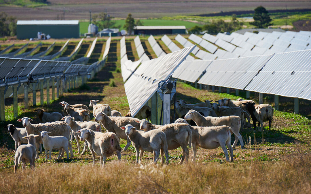 Nextracker Agrivoltaics – a win-win for all