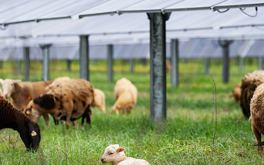 Nextracker Releases Inaugural Sustainability Report